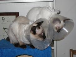 more kittens